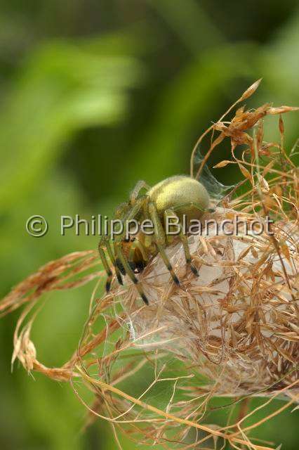 Eutichuridae_0411.JPG - France, Morbihan (56), Araneae, Eutichuridae, Chiracanthe ponctué (Chirachantium punctarium), femelle dans sa loge de soie, Long-legged sac spiders